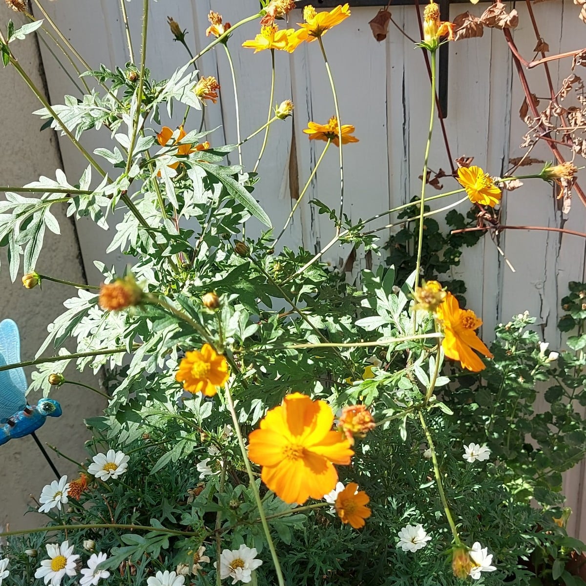 Hallo ihr lieben, 
Mal ein paar impressionen aus meinem Garten.  Alle Blumen und Pflanzen sind selber gezogen. Die Blum…
