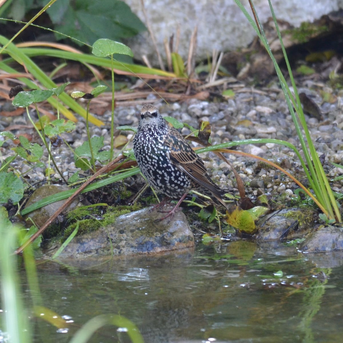 Wie gut, dass wir so eine große Vogelbadewanne haben 😁!
Zur Zeit sammeln sich die Starengeschwader. Und die, die bei u…