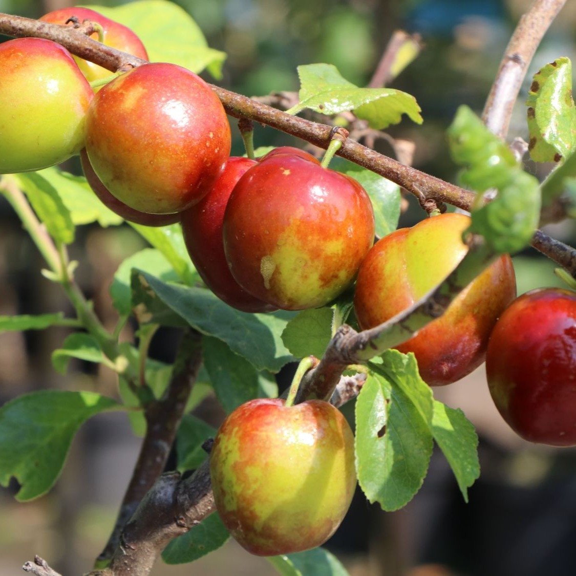 Säulenpflaume 'Königin Viktoria'