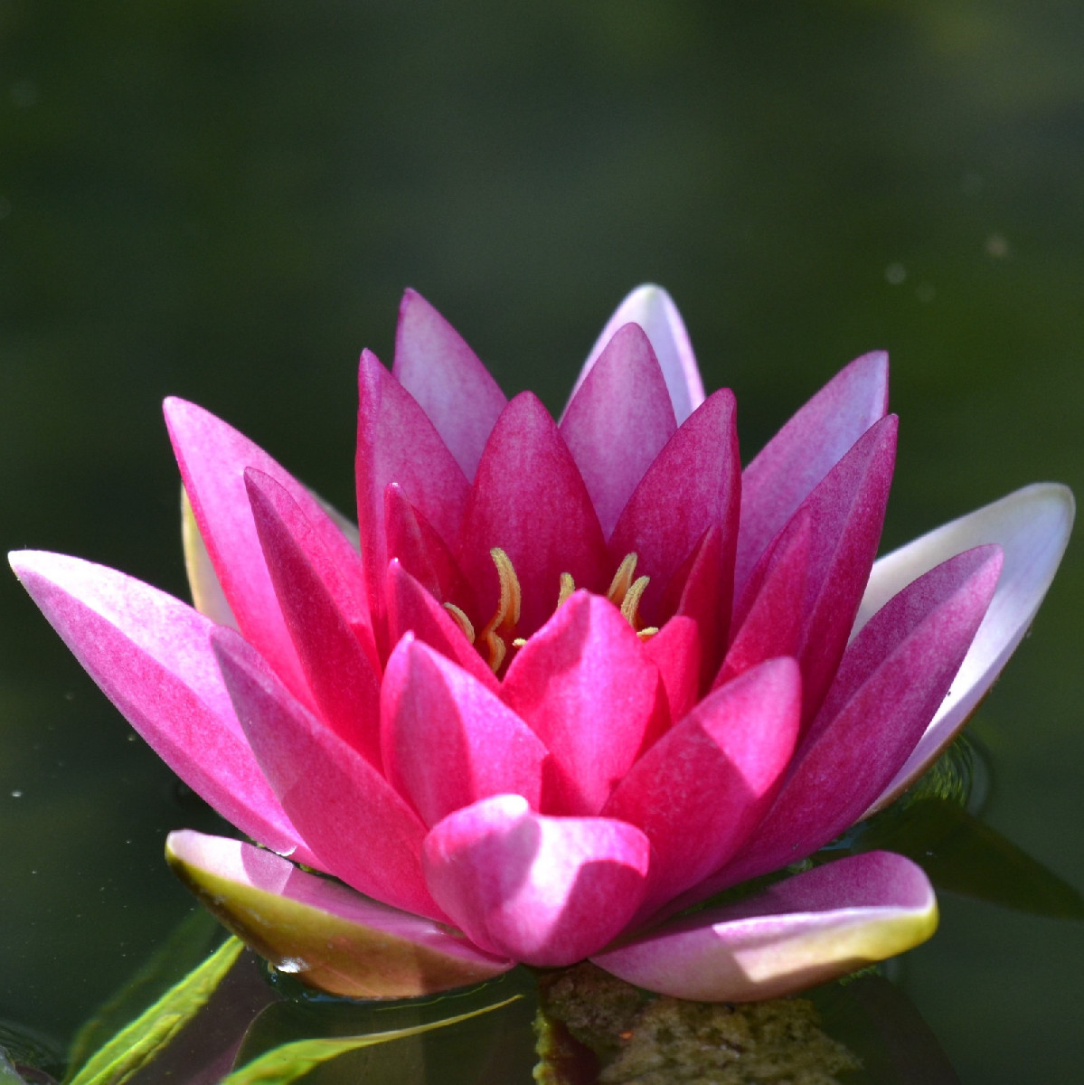 Auf sie hab ich schon gewartet: Die Große Heidelibelle (Foto 1 bis 3) ist immer im August am Gartenteich zu beobachten.…