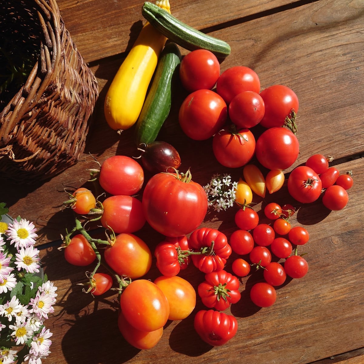 Tomato harvest on Sunday morning....
The one on the left is supposed to be a Matina, but the fruits are all elongated a…