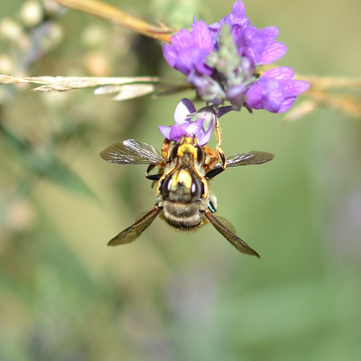 Seit Tagen beobachte ich dieses Wollbienen-Männchen (Foto 1 und 2), das unermüdlich um ein üppiges Purpur-Leinkraut Pat…