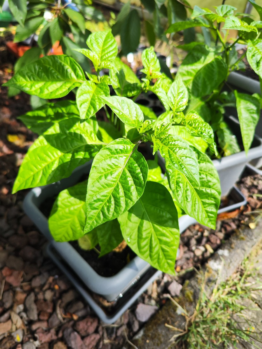 Meine Sweet Habanero sind den ganzen Sommer nicht so richtig in Schwung gekommen, sind jetzt aber richtig schöne Pflanz…