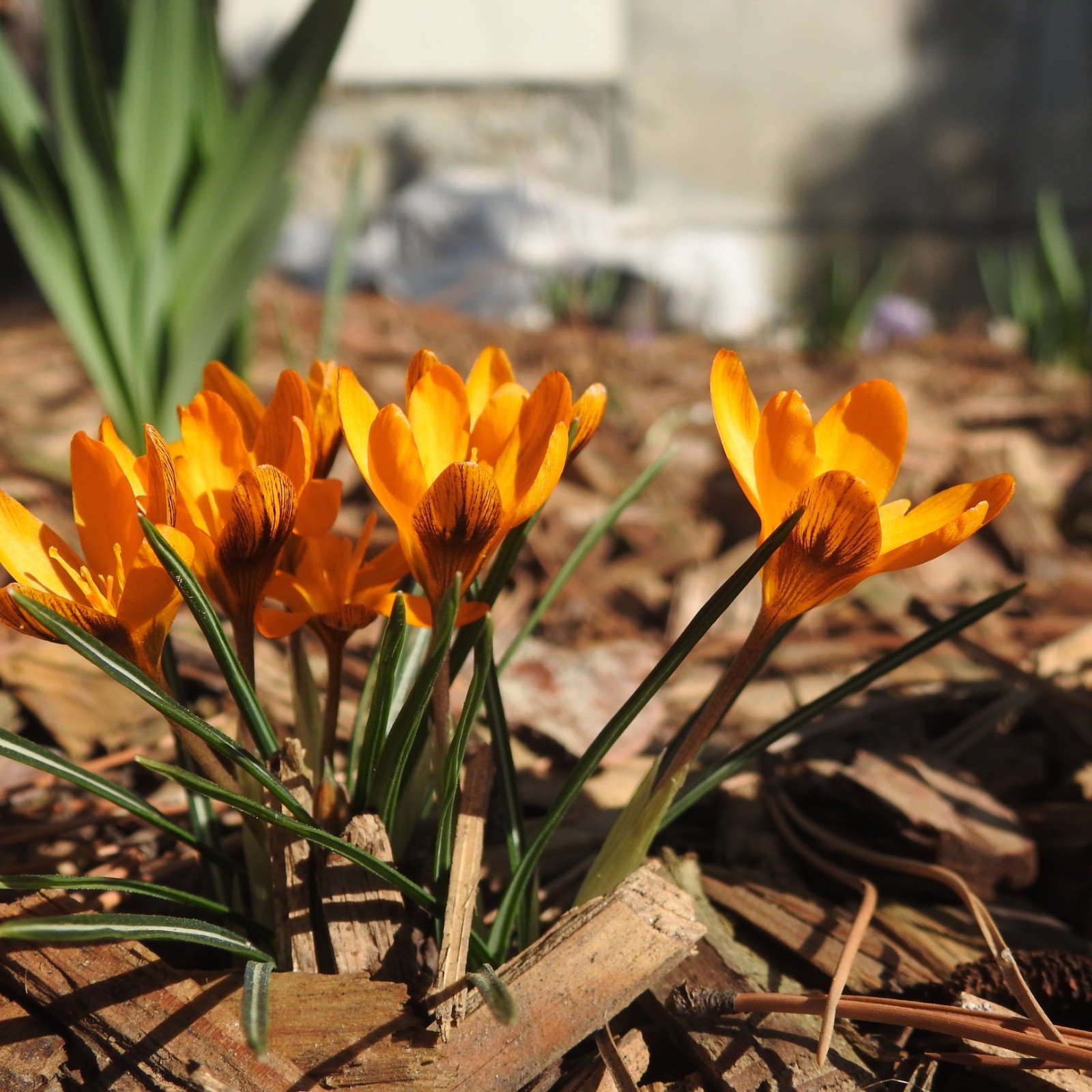 Kleiner Krokus 'Orange Monarch'