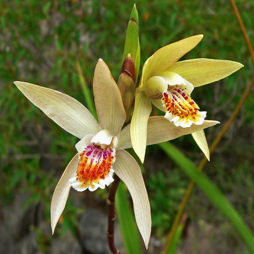 Orchideen - Japanorchideen (Bletilla)