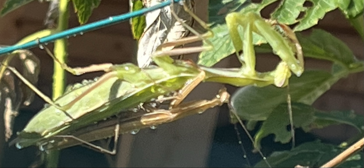 I guess I interrupted someone while they were watering the plants 😉 and played a little voyeur.
Well, I wonder if that…