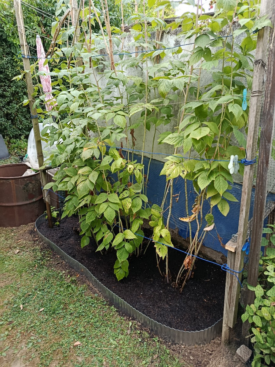 Heute ist der Tag der Pflege. Die Herbst-Himbeeren haben jetzt endlich eine Umrandung und haben dünn frische Erde bekom…