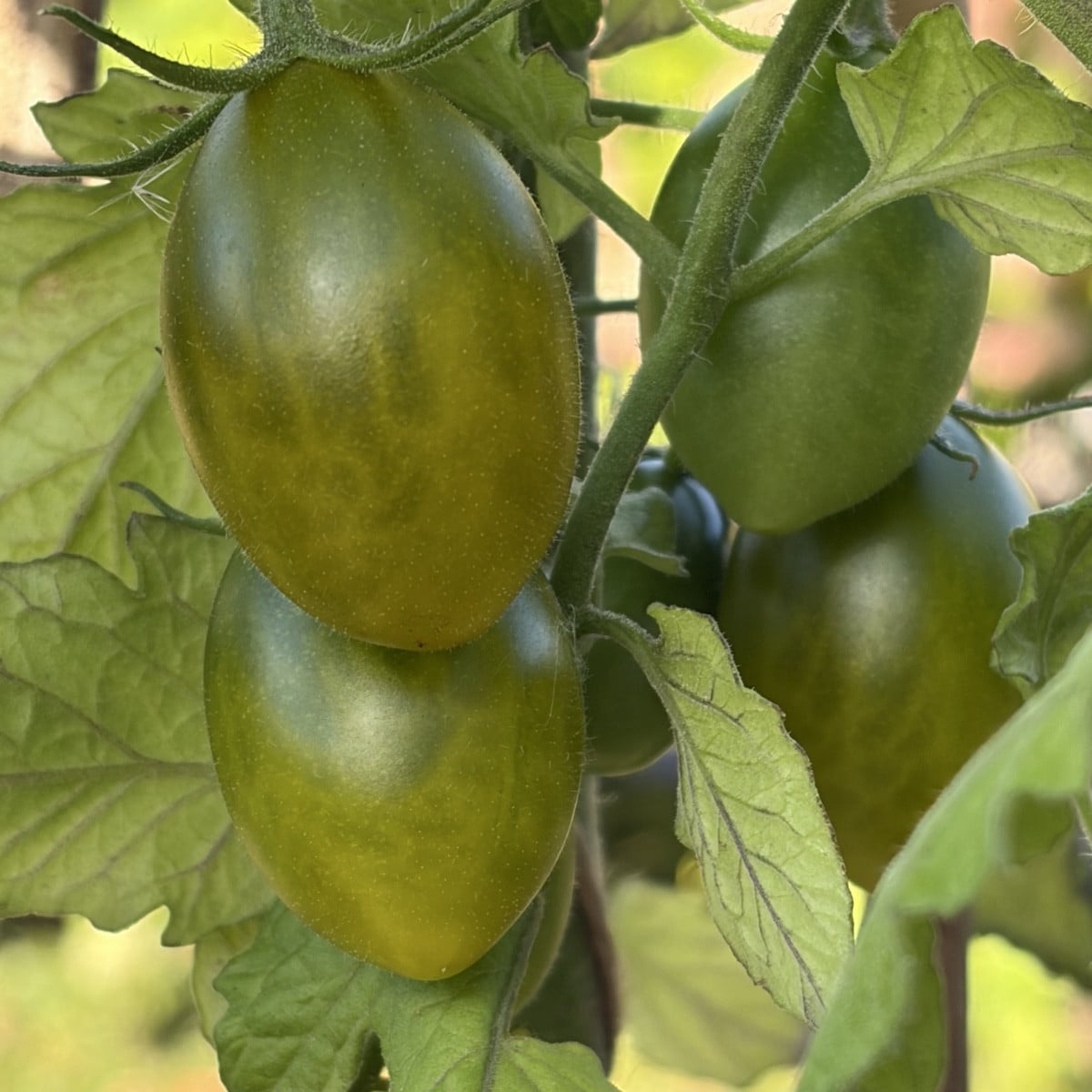 Mal ein kleines Lebenszeichen von mir und das direkt mal mit Fotos von einer meiner Tomatensorten. ☺️ 
Die Fotos sind i…