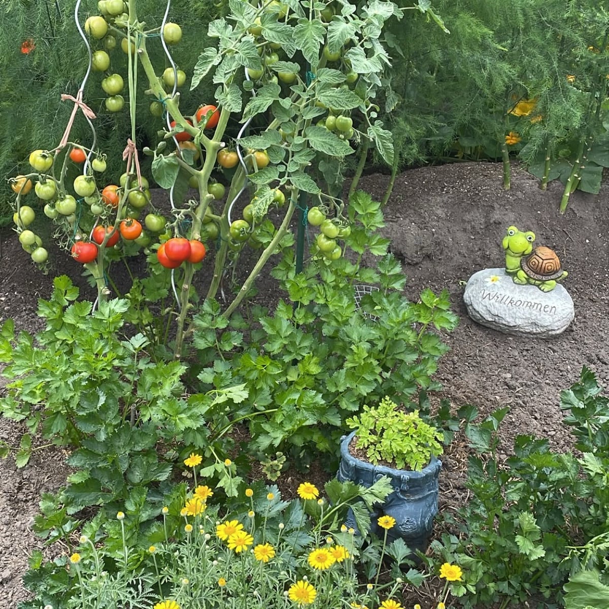 Bild 1: Habe heute jemand neues in meinem Garten entdeckt: Raupe des Mittleren Weinschwärmers, die sich in einem fortge…
