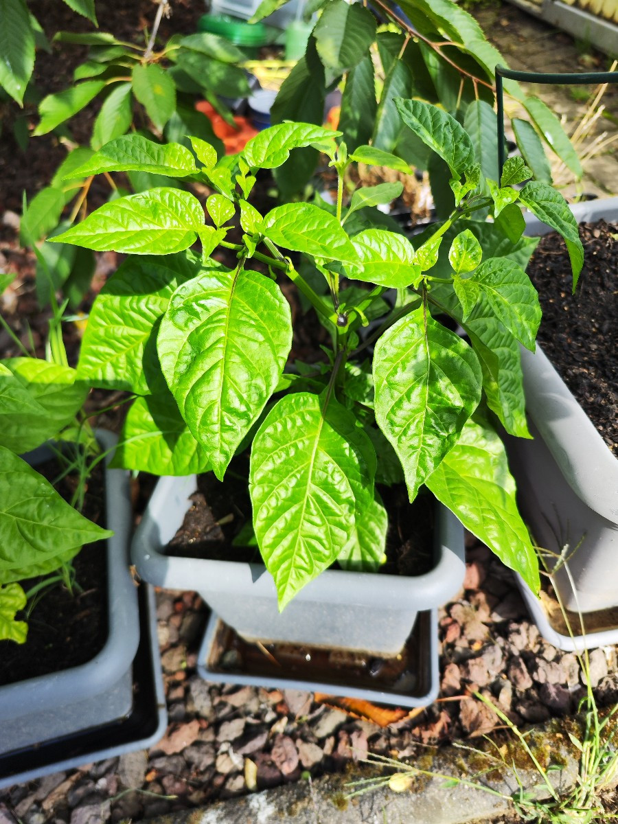 Meine Sweet Habanero sind den ganzen Sommer nicht so richtig in Schwung gekommen, sind jetzt aber richtig schöne Pflanz…