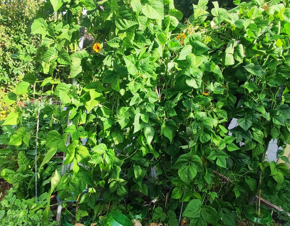 ...Ein paar frühherbstliche Impressionen aus'm Garten...
Die #kletterzucchini trotzt immer noch tapfer dem echten Mehlt…