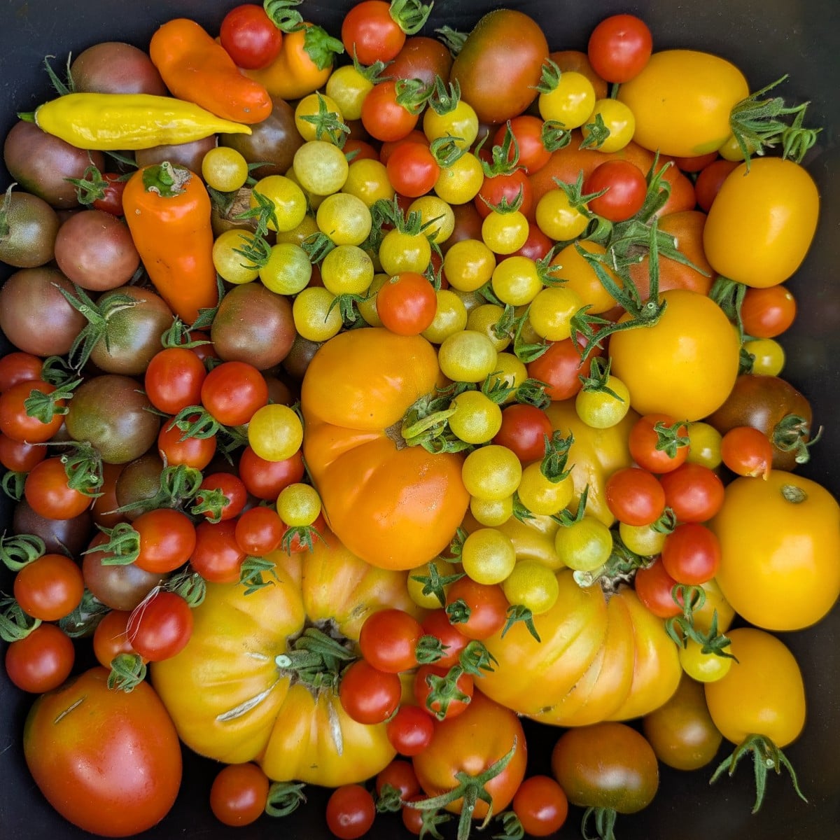 Was für ein toller Empfang nach den Ferien! Tomaten haben richtig losgelegt, Bohnen, Zucchini und Gurken machen weiter.…