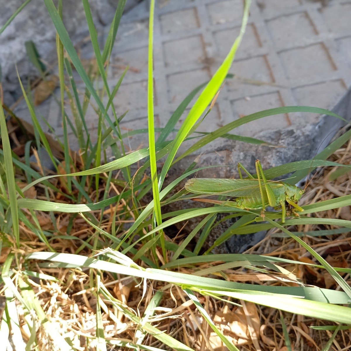 Heute diese große Heuschrecke gesehen unter der Kirchpflaume sitzen massenweise Pfauenaugen 