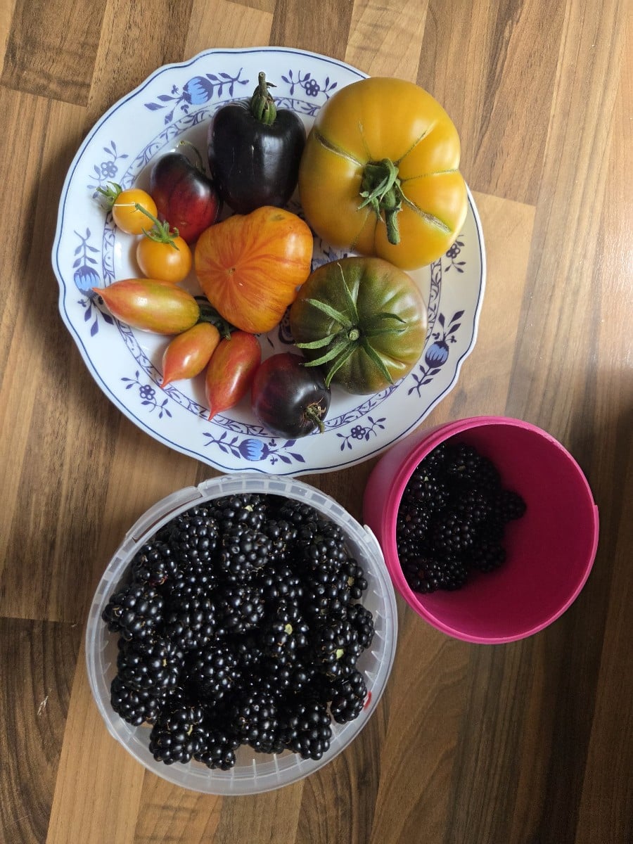 Eine schöne kleine bunte Ernte, Abendessen und Snack sind gesichert 🥰
