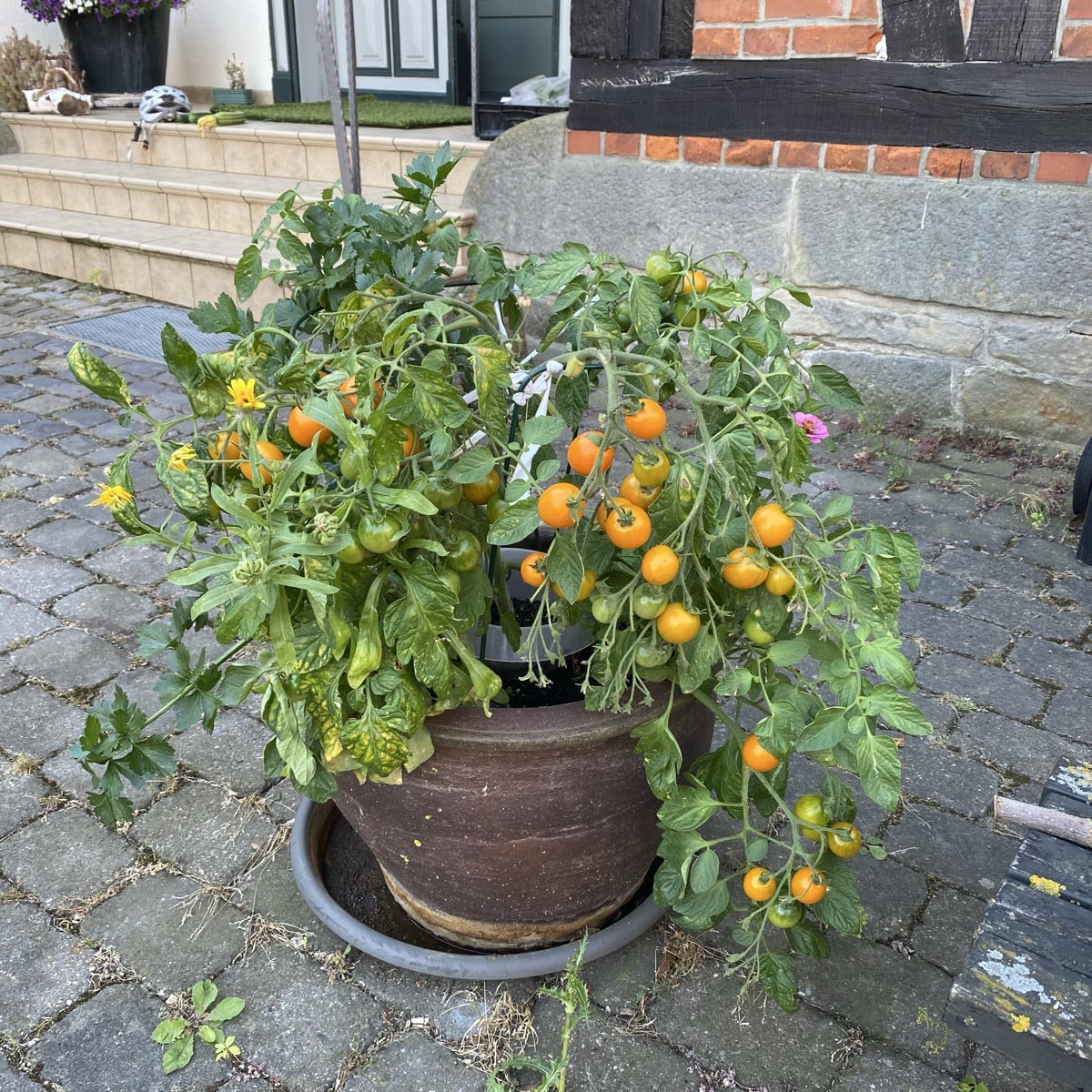 Früher hatte ich vor dem Haus immer Blumen im großen Kübel. 
Aber die Ida Gold sieht dort auch toll aus! 😘