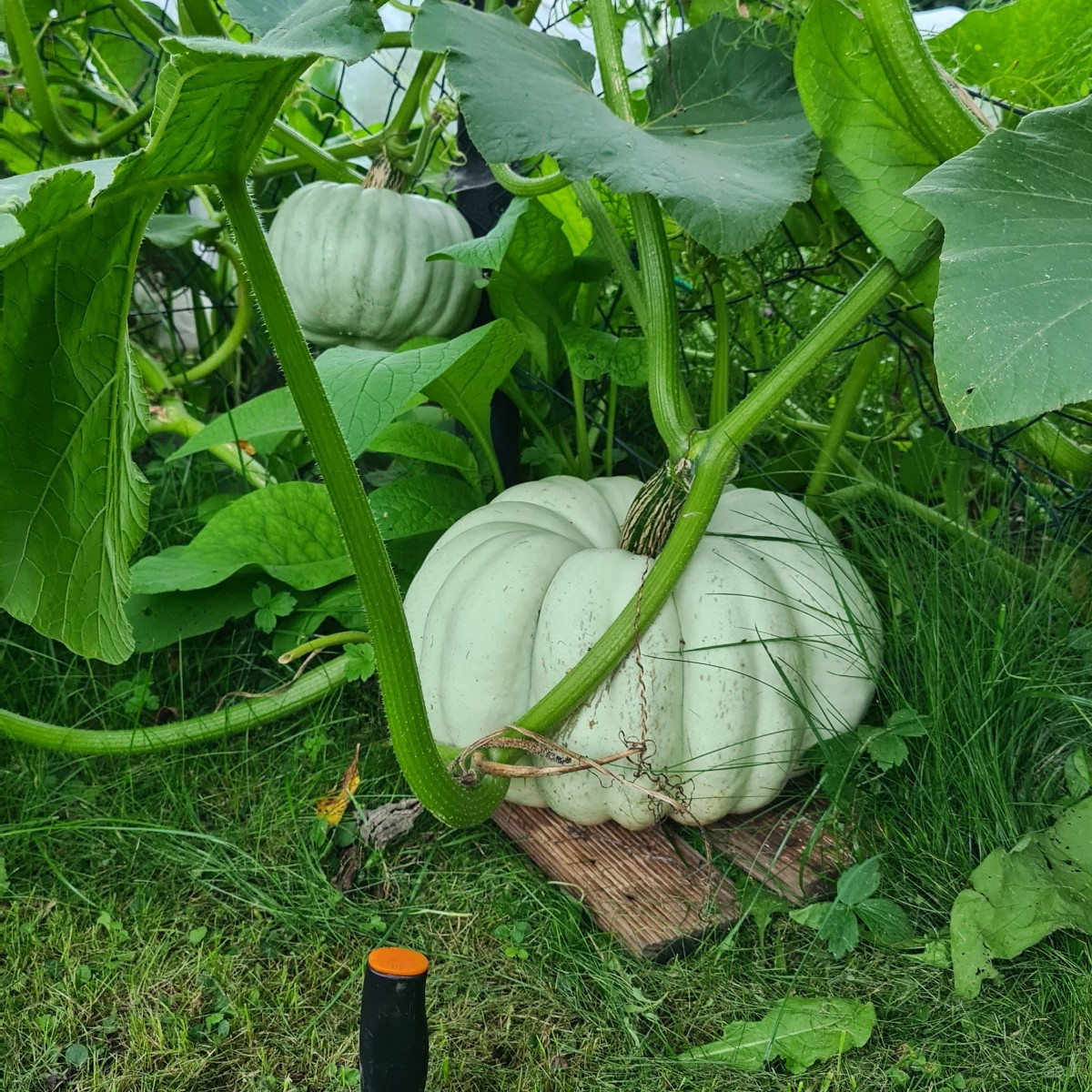 Zeit für Kompost! Das Milpabeet ist geräumt, nur der Kürbis hält noch die Stellung. Bohnen und Mais sind abgeschnitten,…