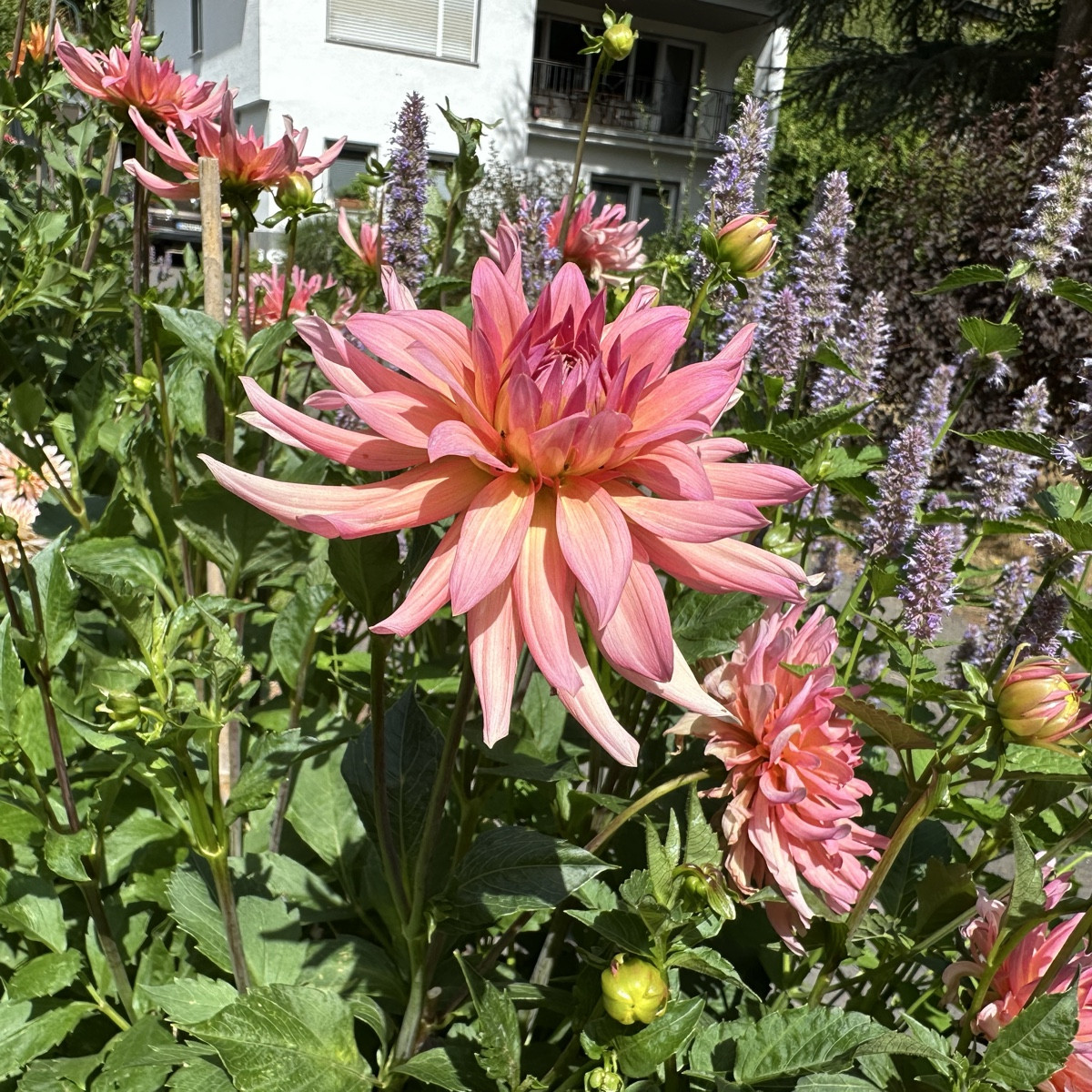 Ein paar Blüten für euch 💚