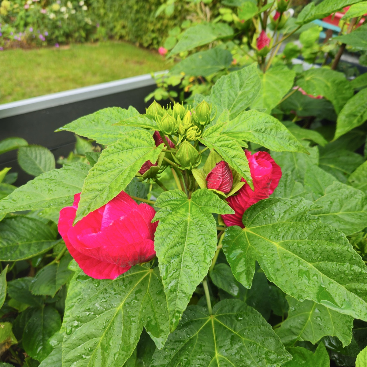 Mein Hibiscus XXL hat sich doch noch entschieden, die Knospen zu öffnen 🙂