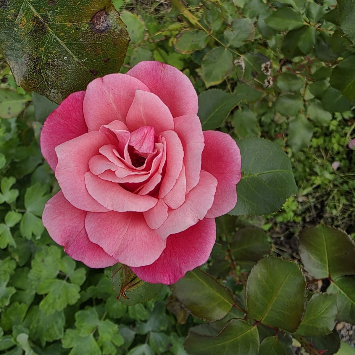 Kleine Ernte und impressionen 