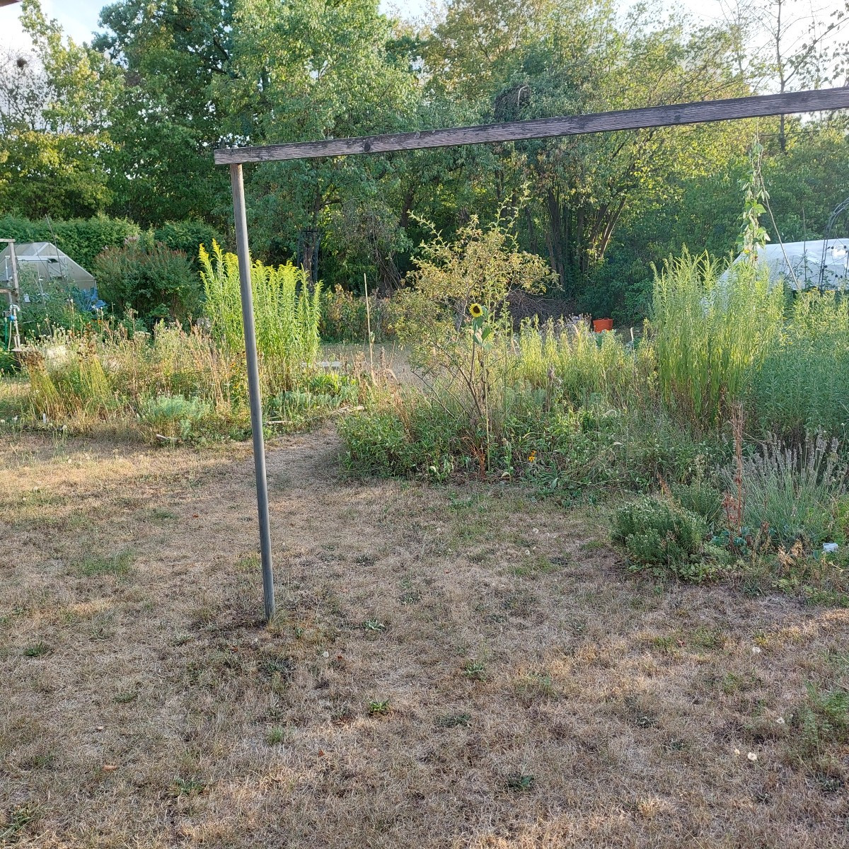Bie augenblickliche Gartensteppe.
:-(
Aber mit Topinamburbusch. (4) letztes mal war der noch nicht da!?
Eigentlich sehe…