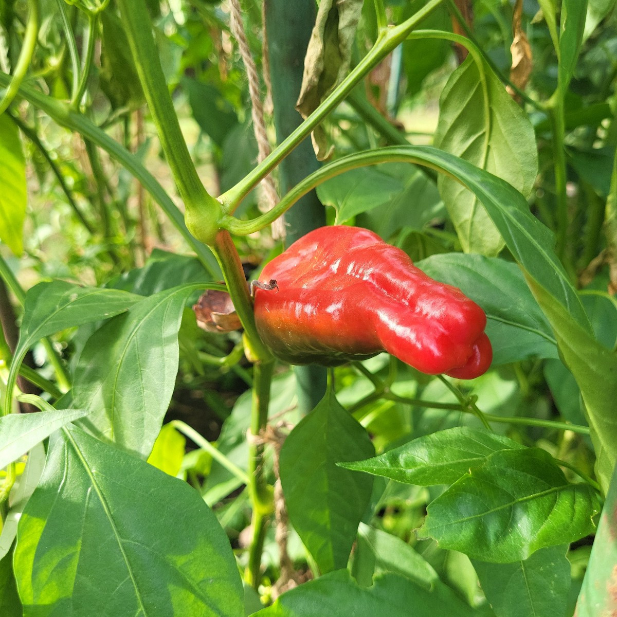 Paprika olè! Meine Blockpaprika werden jetzt doch noch reif! Die Padrons machen einfach nicht schlapp und meine milden …