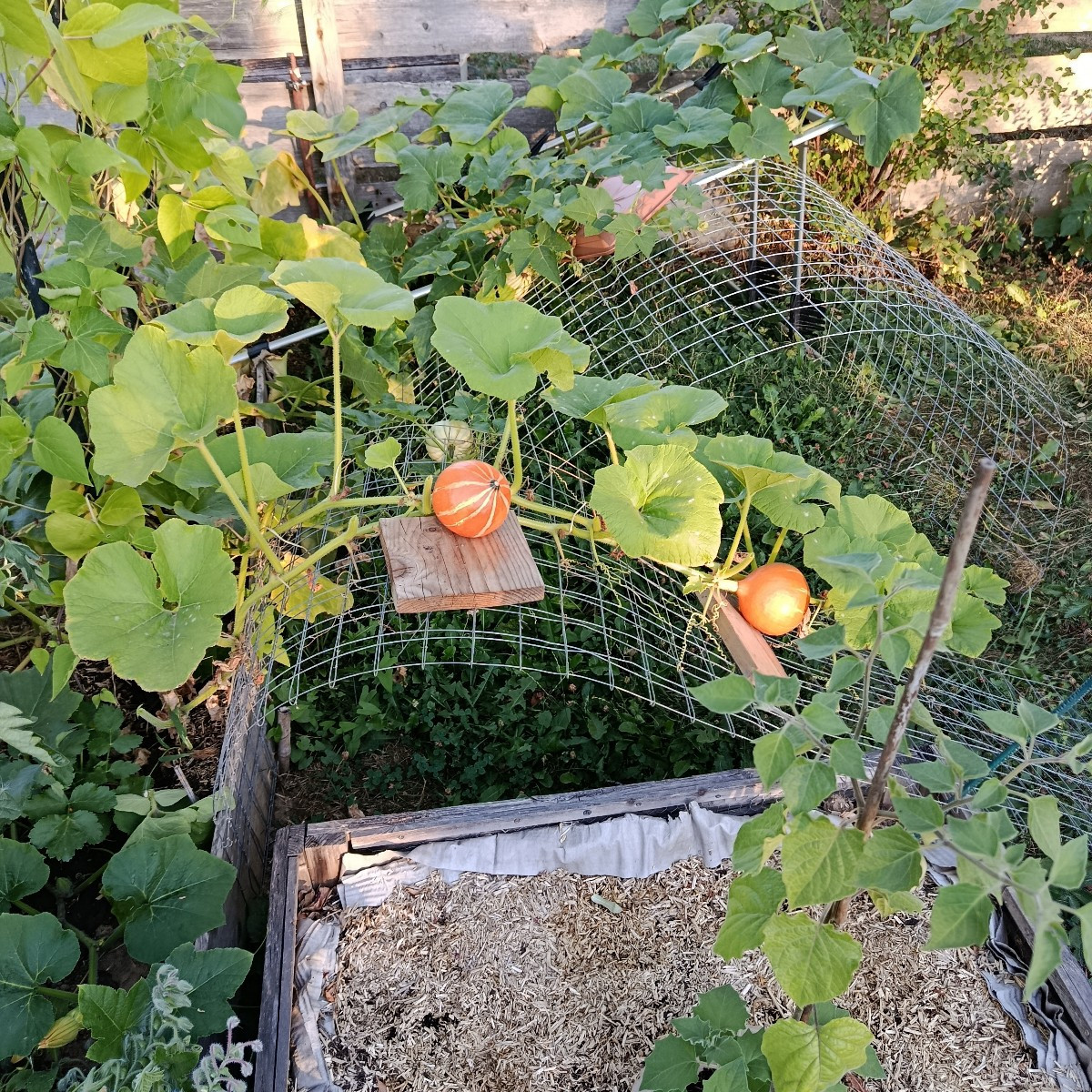 Die Tomate Goldita produziert und trotzt der Hitze. Ananastomate habe ich dieses Jahr nur zwei.😥
Kürbis ist auch nicht…