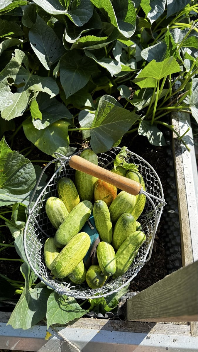 Letzte Ernte der russischen Gurke! 🥒💚 Ich bin total begeistert von dieser Sorte – die bleibt definitiv bei uns! Jetzt…