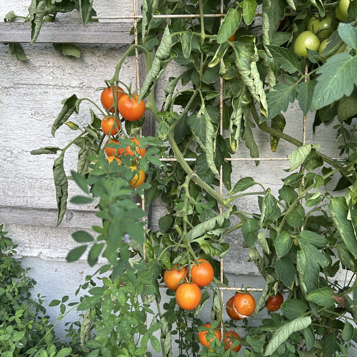 Also - für die (Freiland)Tomaten war das - auch dank Tröpfchenbewässerung - ein Hammerjahr! Null Mehltau, Null Braunfäu…
