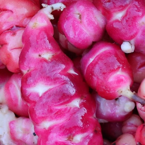 Scarlet Oca with White Eyes