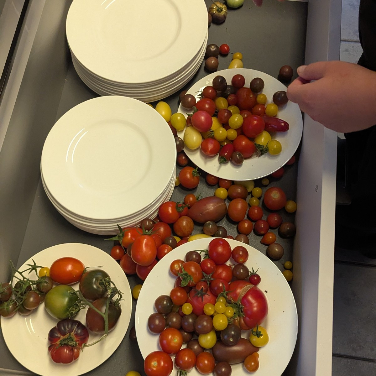 Kurzer Eindruck der Ernte diesen Jahres. Gurken reichen definitiv für das ganze Jahr. Geschätzte 30 kg bisher verarbeit…