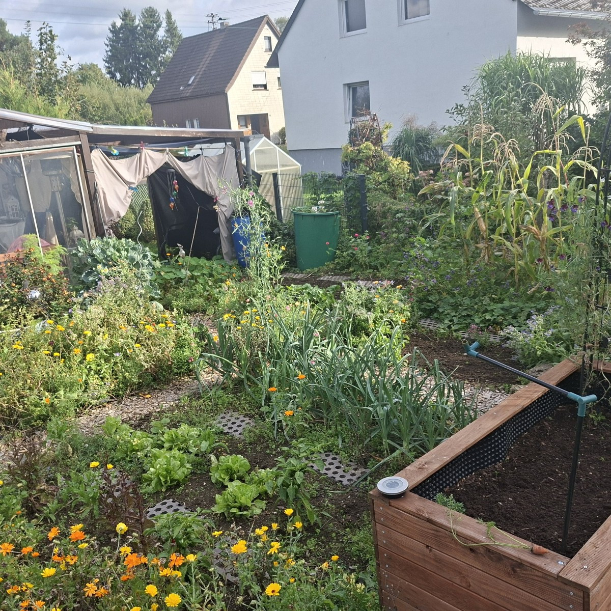 Wegen des trockenen Wetters gibt es dieses Jahr zwar keine so große Ernte in meinem Garten, aber das was gewachsen ist,…