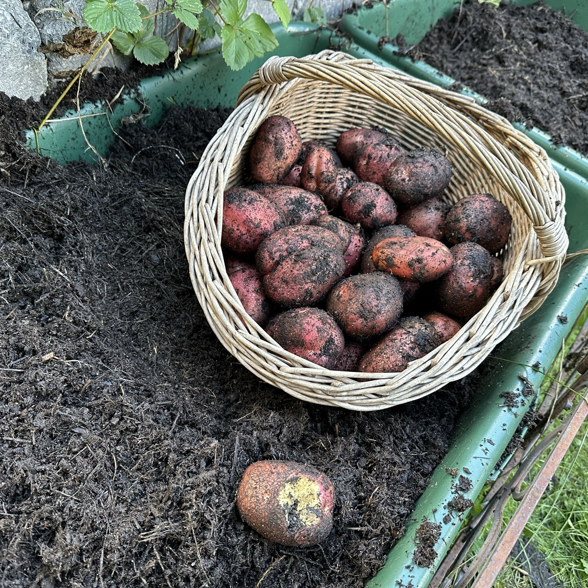 Erinnert ihr euch an mein Experiment „Strohkartoffeln“ ? Ich habe die ersten beiden Mörtelkübel beerntet und bin sehr g…