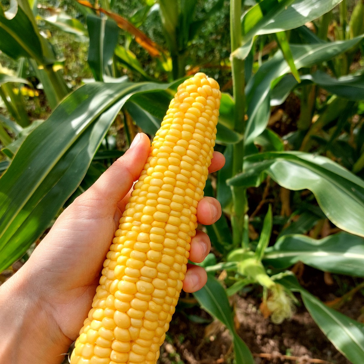 Ich habe dieses Erntejahr viel über meinen Garten gelernt. Ich fühle mich bereits inspiriert fürs nächste Jahr. 😄