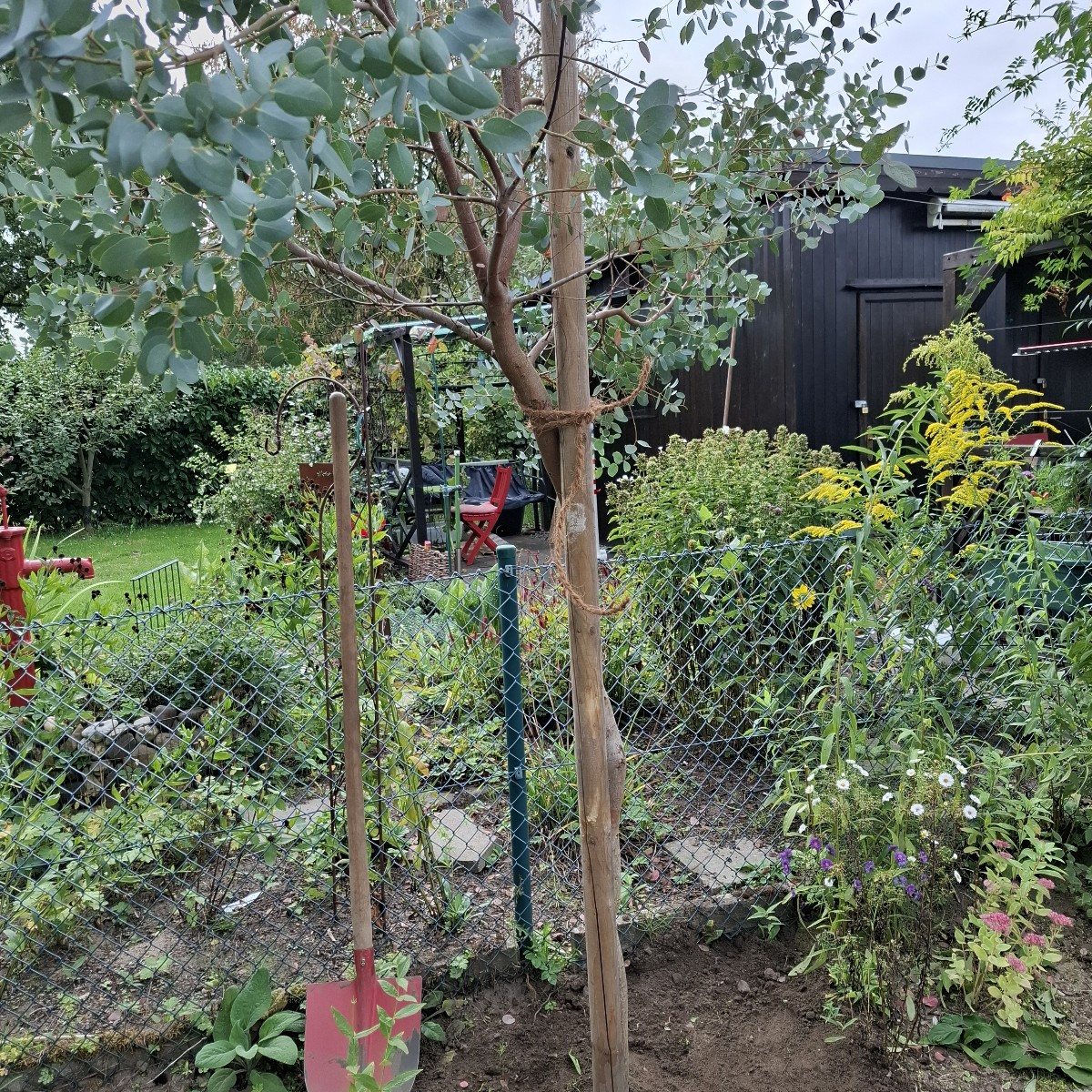 Heute stand das Projekt #Eukalyptus auf dem Plan. Wir hatten ihn leider falsch eingepflanzt btw nicht tief genug und mu…