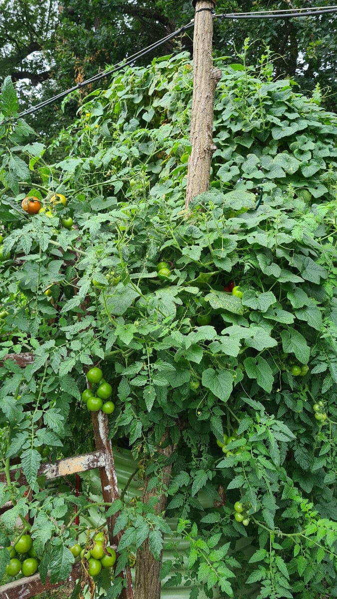 Wer Kiwano anbaut, muss mit ihrer Wuchsfreudigkeit zurechtkommen ....Heutige Aufgabe: Tomaten suchen....