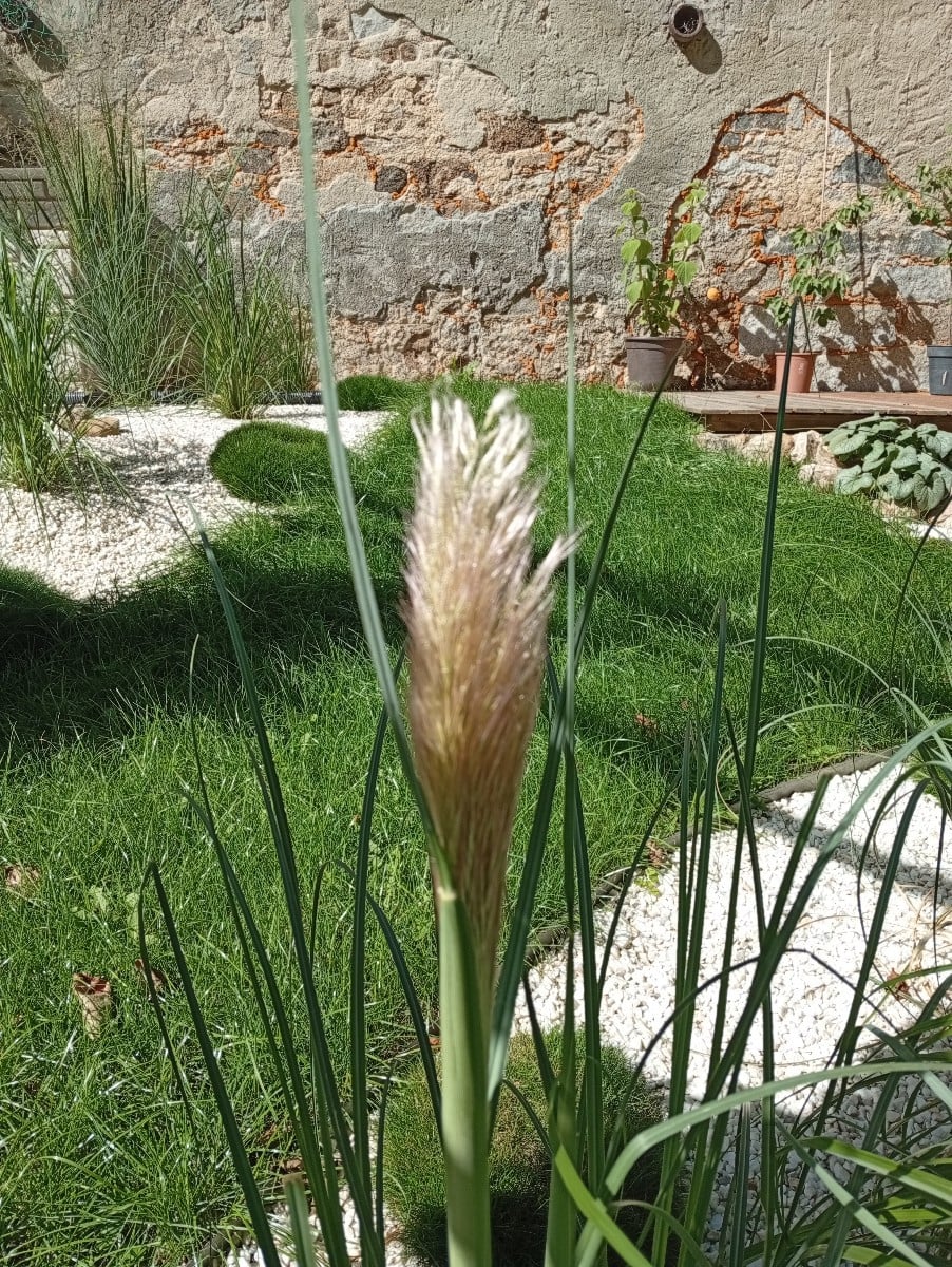 Schon lange warten wir auf eine Pampasgrasblüte. Wir freuen uns, dass es dieses Jahr geklappt hat. Die erste Blüte schi…