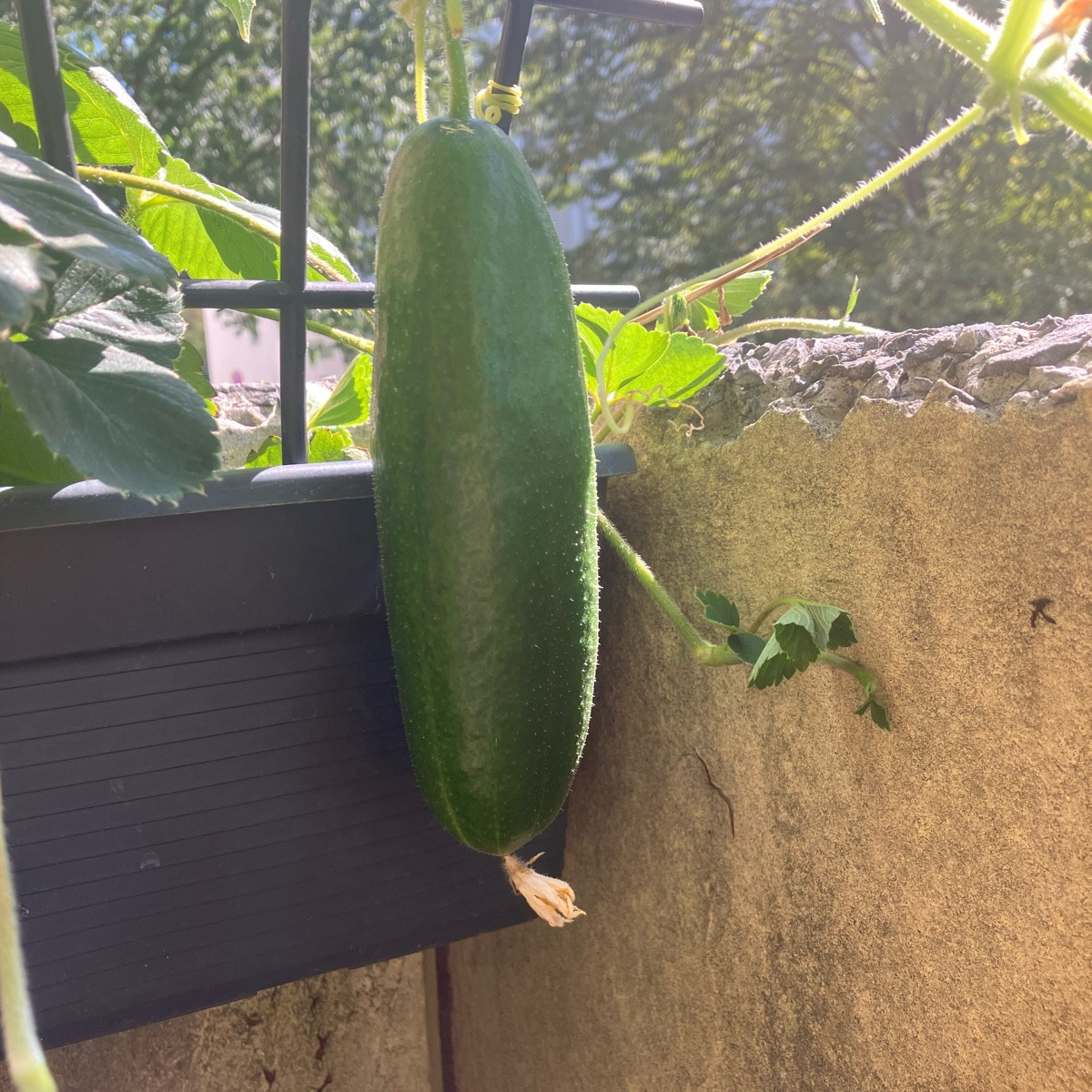 Moin ihr Lieben!

Ab wann kann ich meine Gurken ernten? Hab etwas Bedenken dass sie abbrechen bevor sie soweit sind. Si…