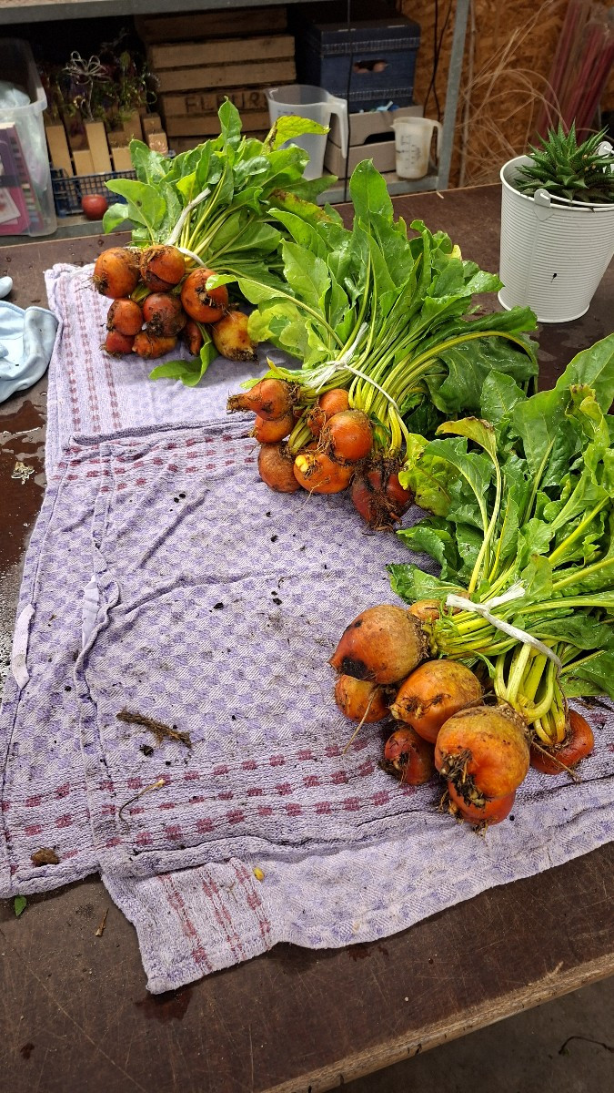 Anfang der Woche hatten wir wieder super Ernteerträge. 58,7 kg Fleischtomaten von dieser größe, 3 Bund gelbe Beete, 8 B…