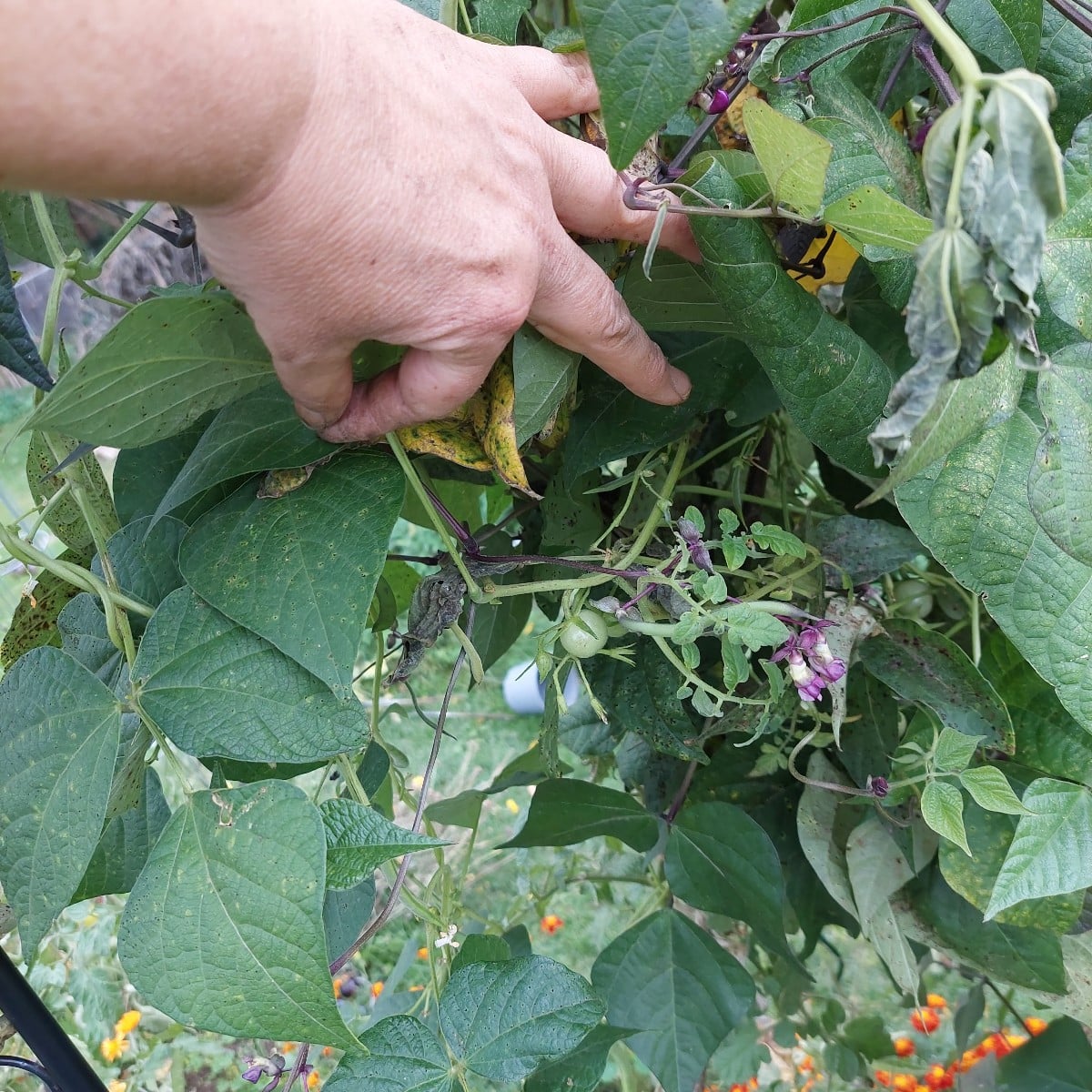 Heute war ich endlich mal wieder mit Muße im Garten.
Und ich dachte schon, es wird ein mageres Bohnenjahr.
Hab auch vom…