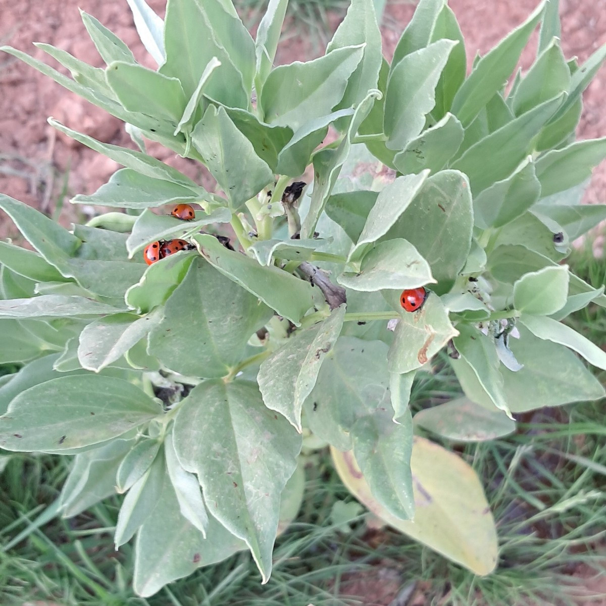Update: It has been 35 days since I saw the fava bean seeds in the ground, the pods started showing up, lot of bees, an…