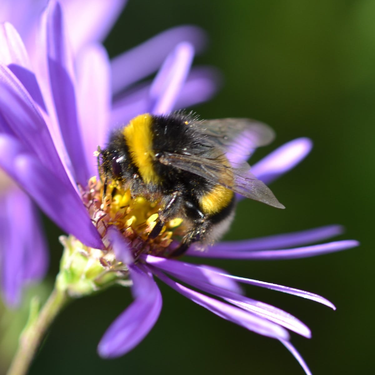 Foto 1: müsste laut Observation.org die Baumsichelwanze sein - die hab ich noch nie fotografiert. Foto 2 und 3: eine Du…