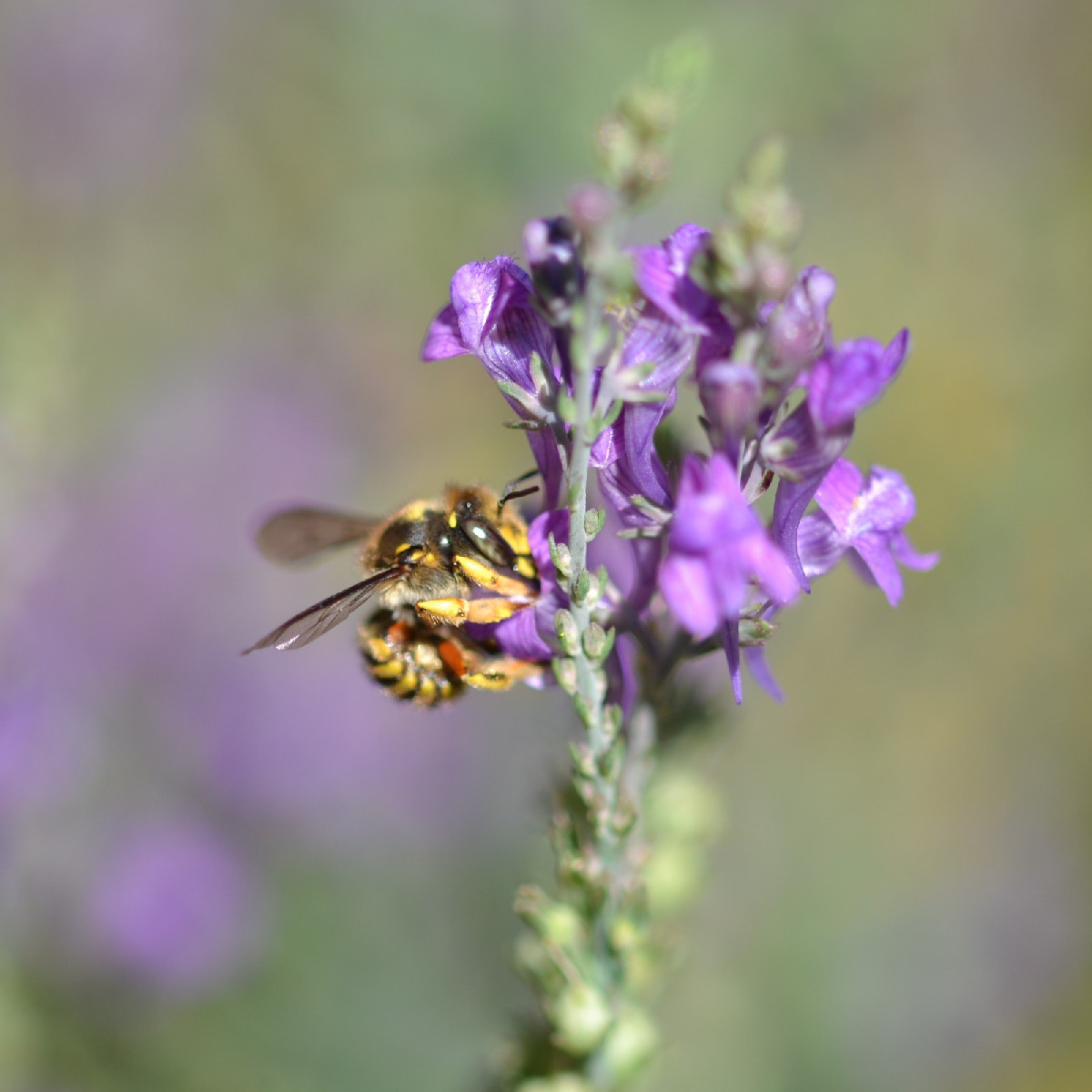Seit Tagen beobachte ich dieses Wollbienen-Männchen (Foto 1 und 2), das unermüdlich um ein üppiges Purpur-Leinkraut Pat…