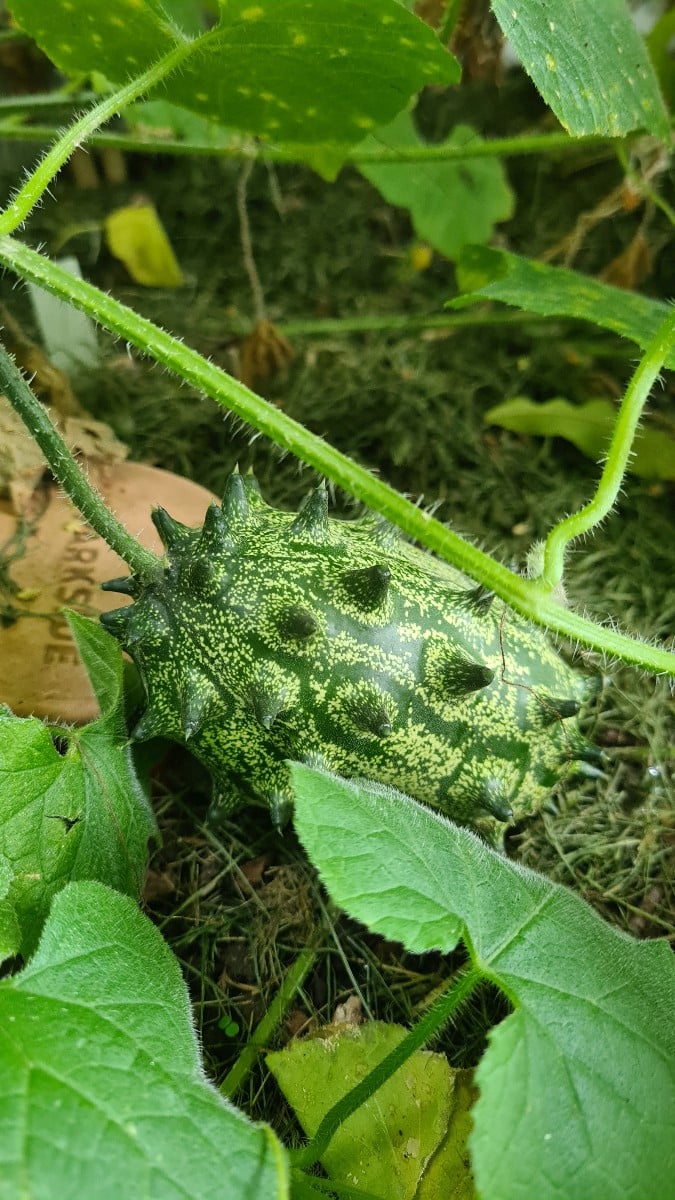Anyone who grows kiwano has to deal with how vigorously they grow.... Today's task: Find some tomatoes....