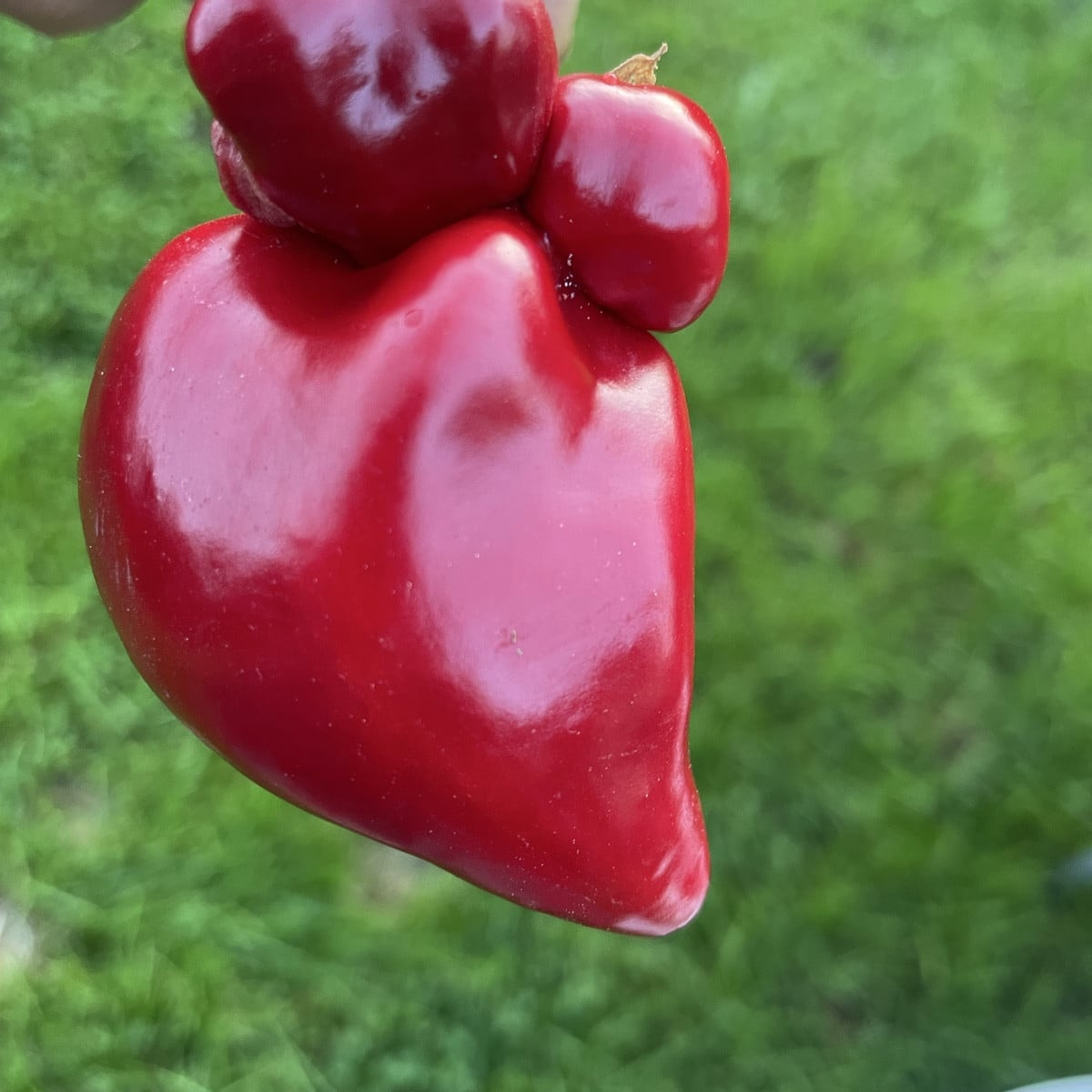 Paprika 😅