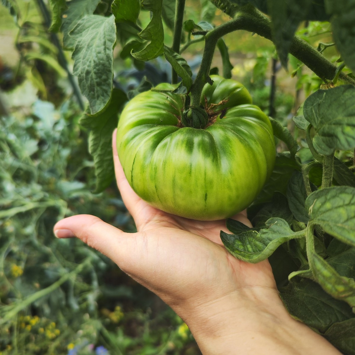 This year, my garden has EVERYTHING. From a total failure with the cucumbers to bolted lettuce and failed cauliflower, …