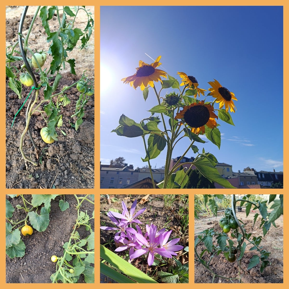 Ein kleiner Herbst Einblick aus unseren Garten .