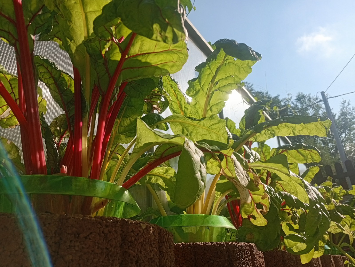 Nach getaner Arbeit hüpfte uns heute dieser Grasfrosch über den Weg. Zum Mittag gab es geschmorte Schlangenhaargurken m…