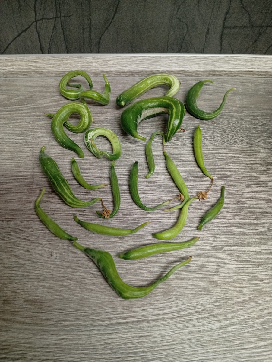Mit diesen kleinen zusammen waren es an den drei Pflanzen insgesamt 123 Stück.