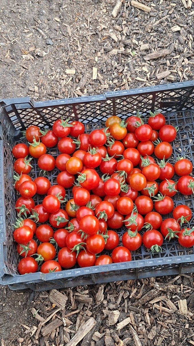 Hier ein blick live in die tomatenernte. Inzwischen wird alle 3 tage geerntet