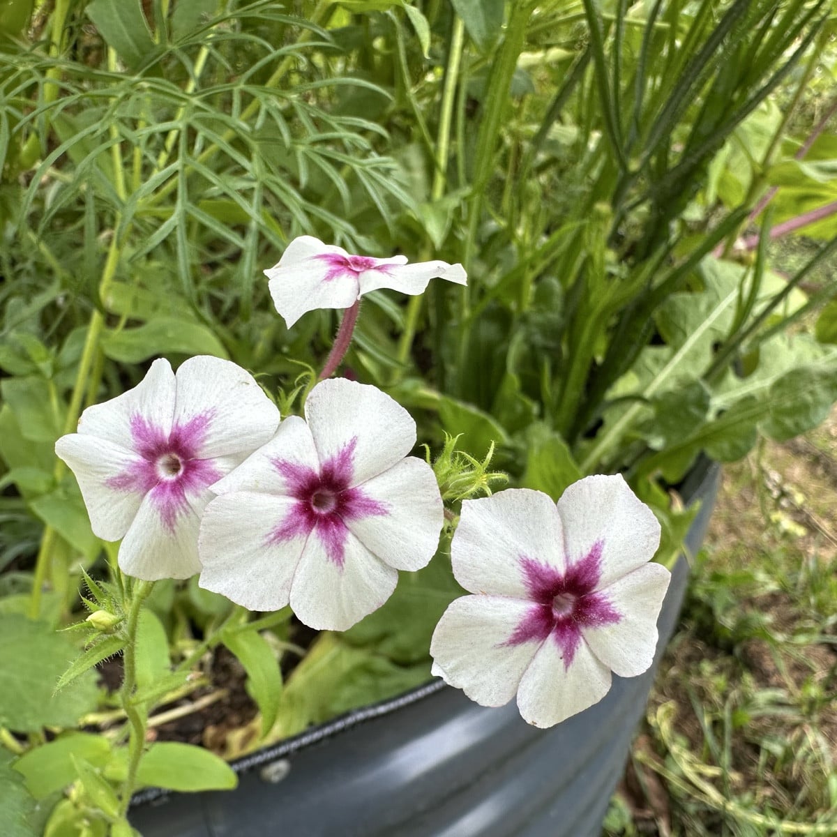 Phlox